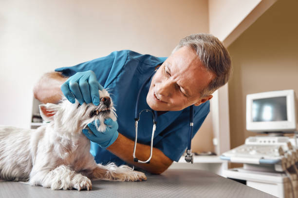 Best Same-Day Emergency Dentist in Trail Creek, IN